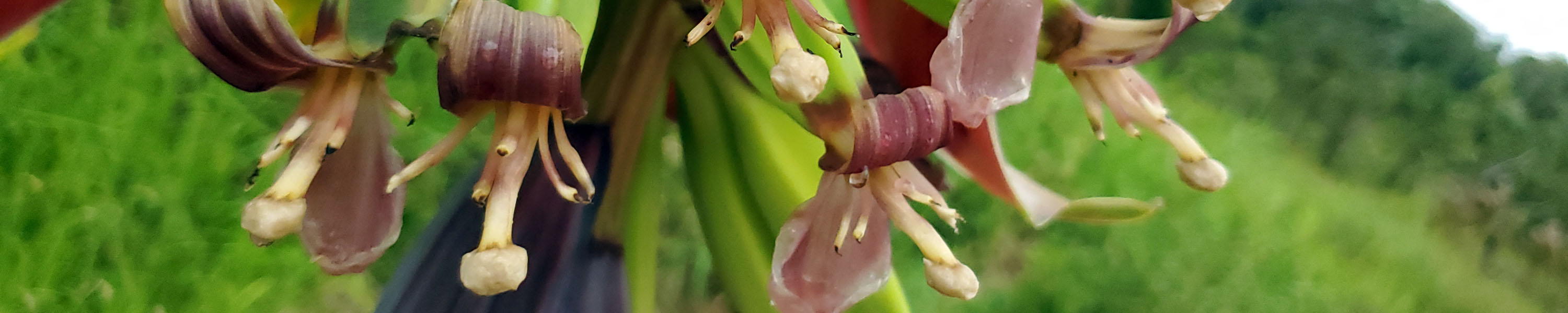 Banana flower
