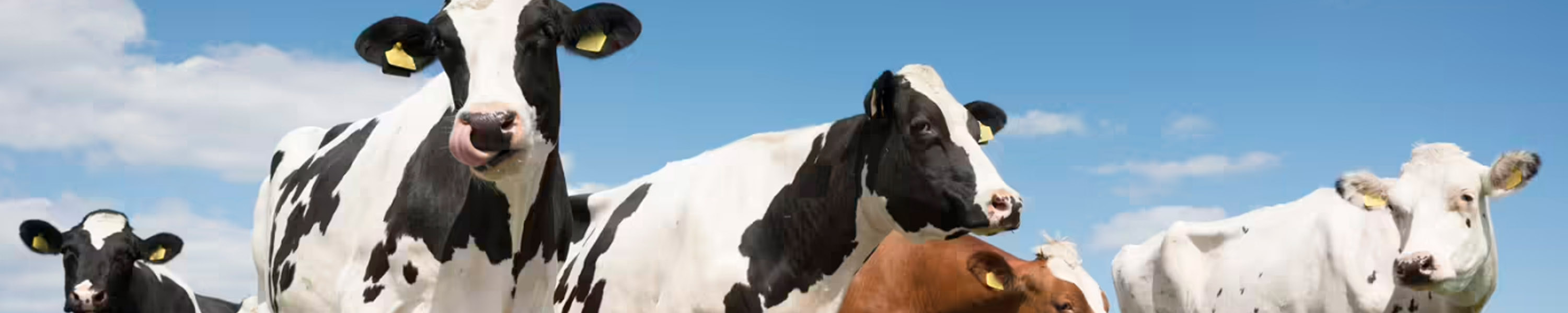 Big Island Dairy cows