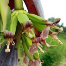Banana flower