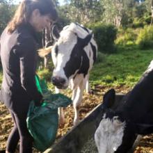 Marilee feeding the cows