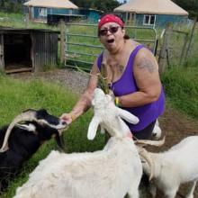 Goats getting cuddles